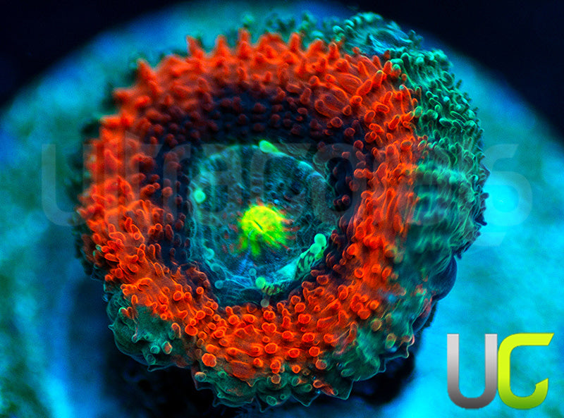 UC Battlestar Micro Amakusensis