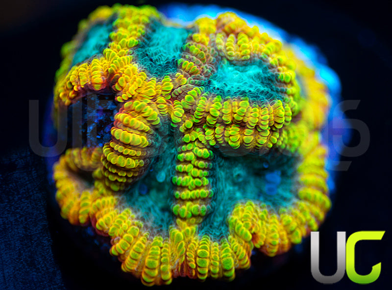 BigR Beast Mode Favia