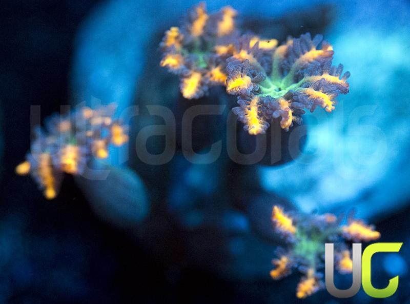 Orange Firework Cloves