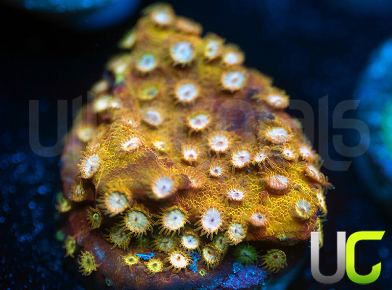 UC Yellowjacket Cyphastrea
