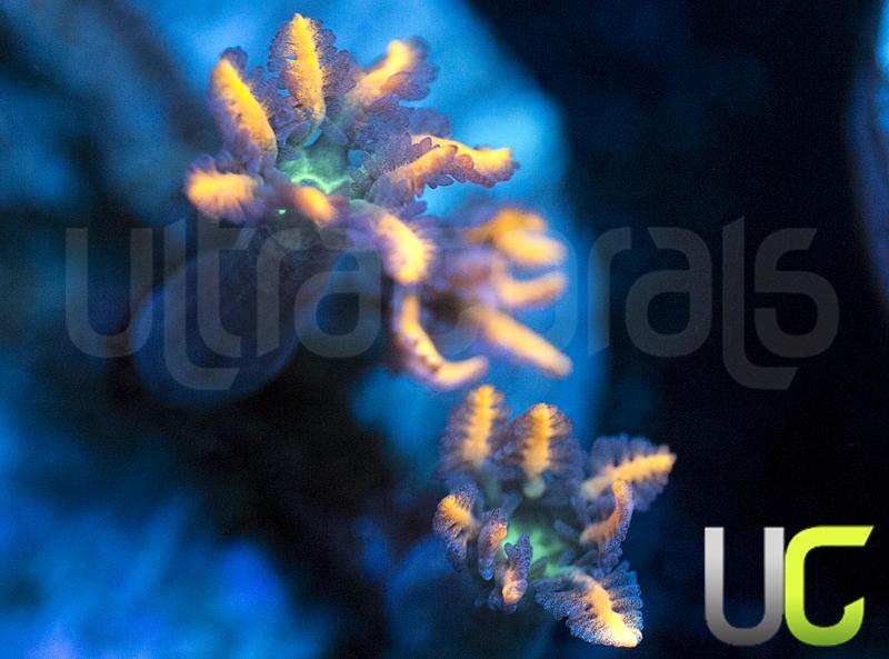 Orange Firework Cloves