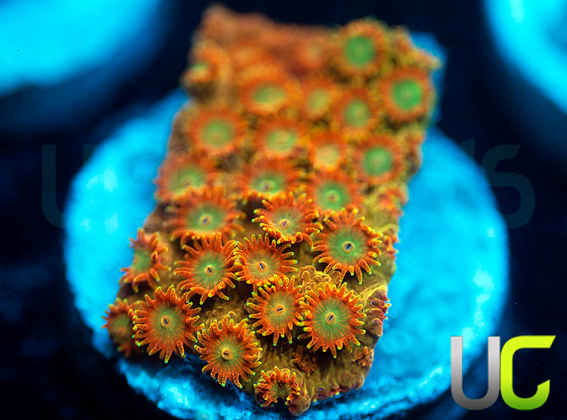 NEW RELEASE: UC Circus Trip Cyphastrea