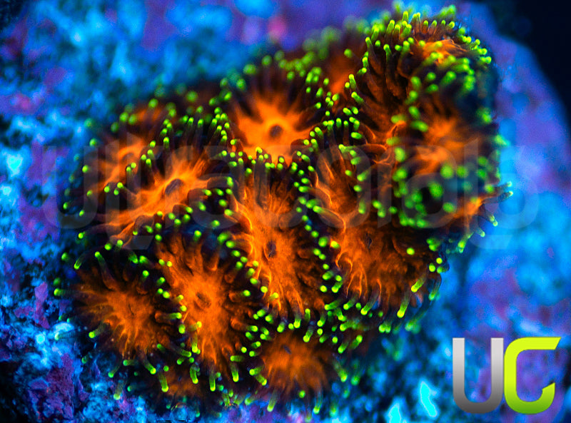 UC Lightning Tip Leptastrea