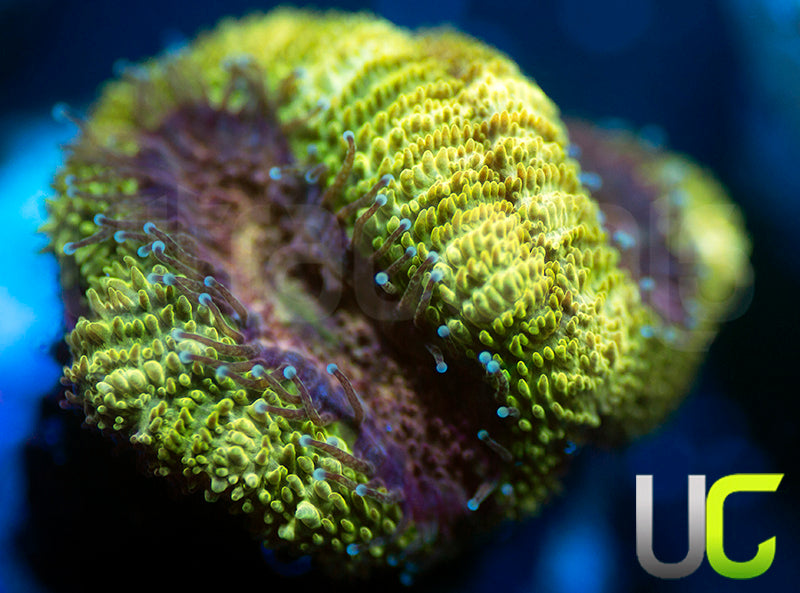 UC Pink Flamingo Micro Amakusensis