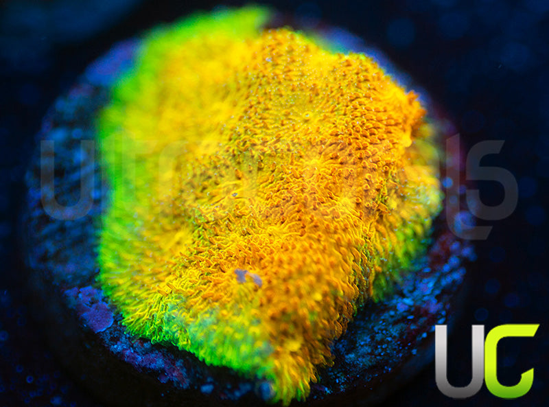 Watermelon Psammocora