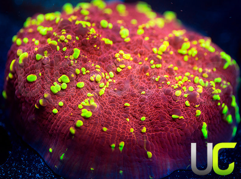 JF Gold Meister Chalice