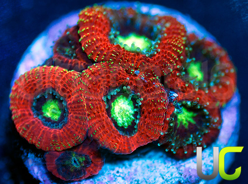 UC Blood Hunter Micro Amakusensis