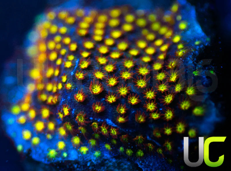 UC Flamethrower Stylo