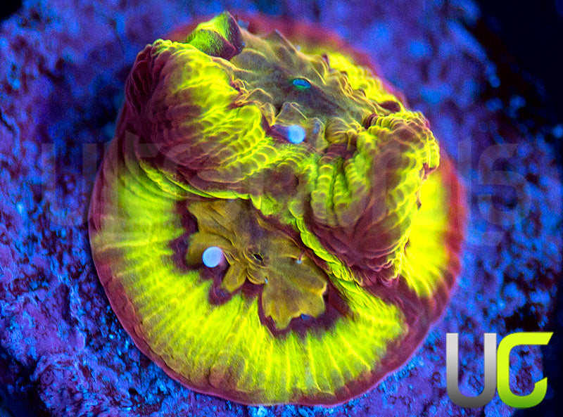 UC Sour Power Favites