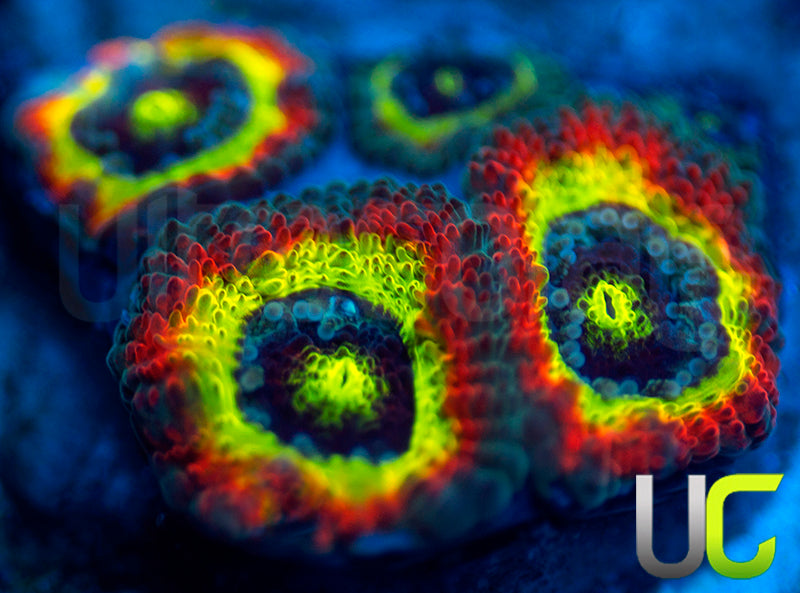 BigR Holy Grail Micro Amakusensis