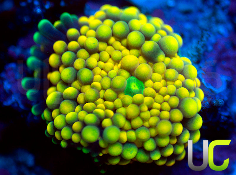 True Yellow Ricordea FL