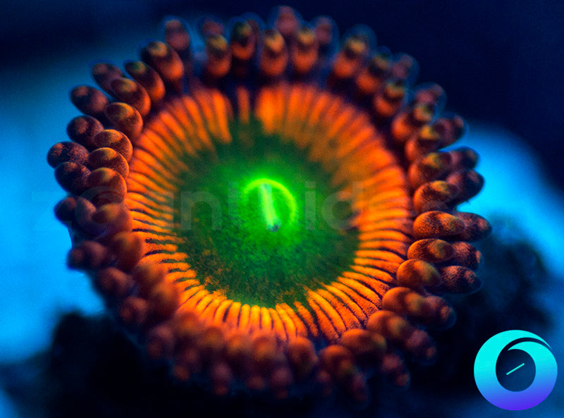 NEW RELEASE: Level Up