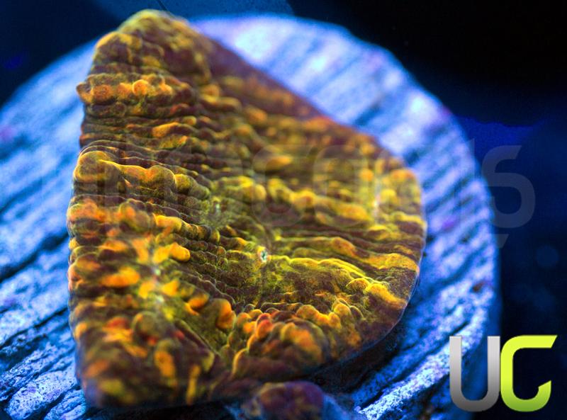 WWC Stellaria Chalice