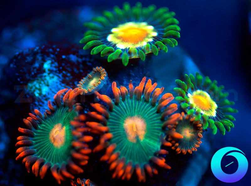 Daisy Cutters & Gatorades Combo