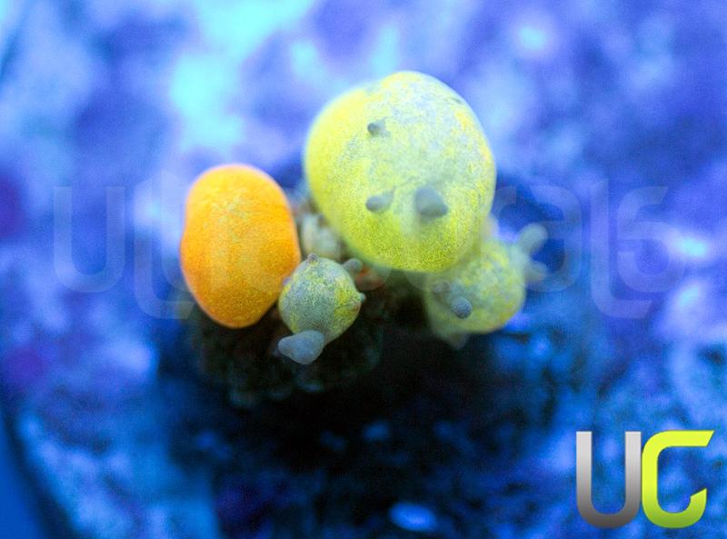 Baby OG WWC Bounce Mushroom