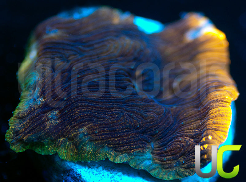 New Release: UC Aurora Lepto