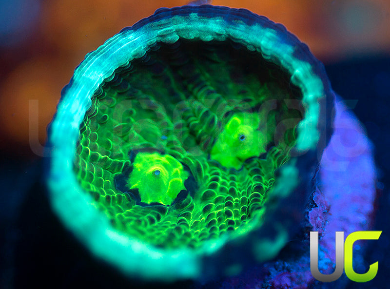 UC Shadow Doom Chalice