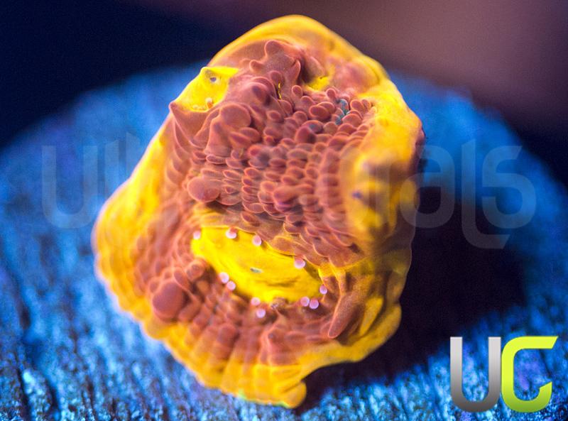 CB Flaming Bugatti Chalice