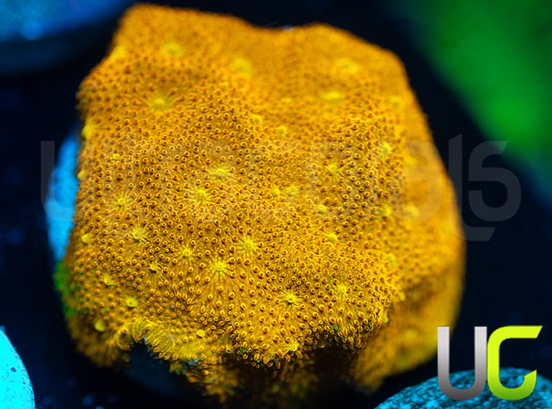 Yellow Yutz Psammocora