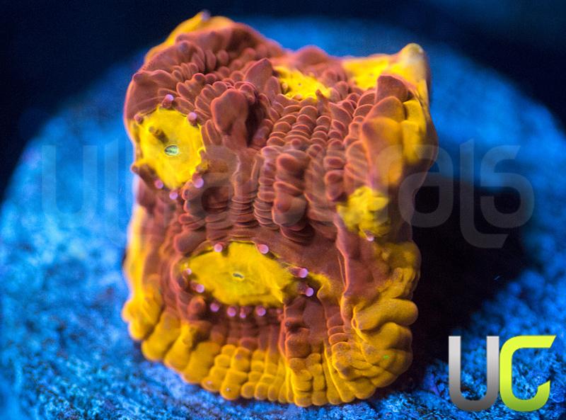 CB Flaming Bugatti Chalice