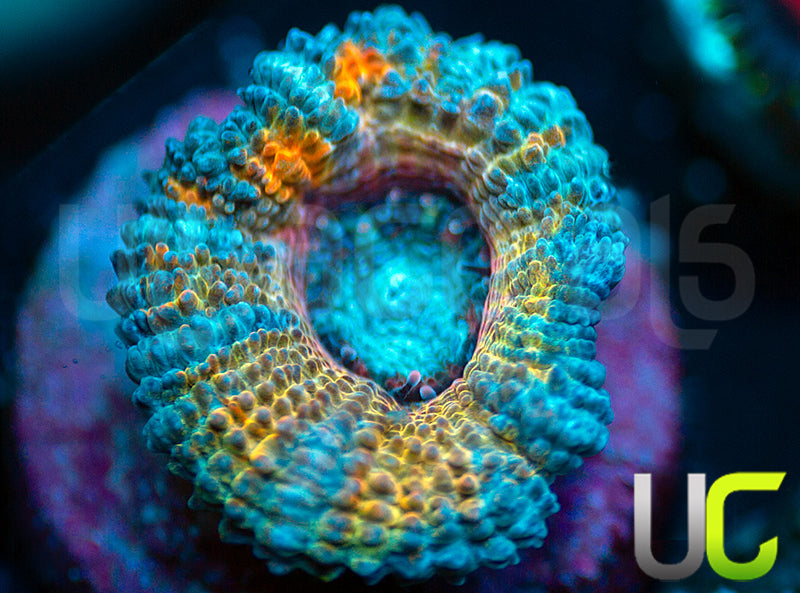 CC Thai Sunset Micro Lord