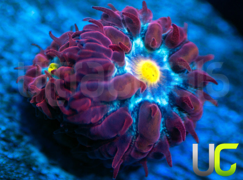 UC Boondocks Blastos