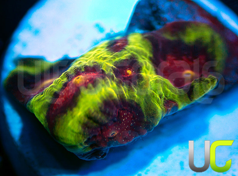 CB Tropic Thunder Favites