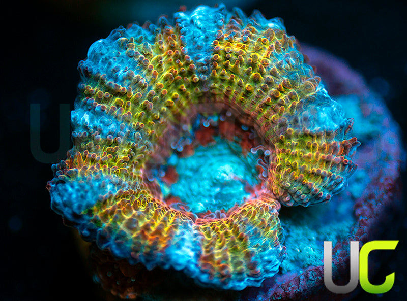 CC Thai Sunset Micro Lord