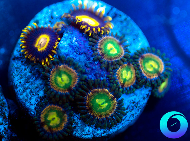 RR Kraken & Black Stingers