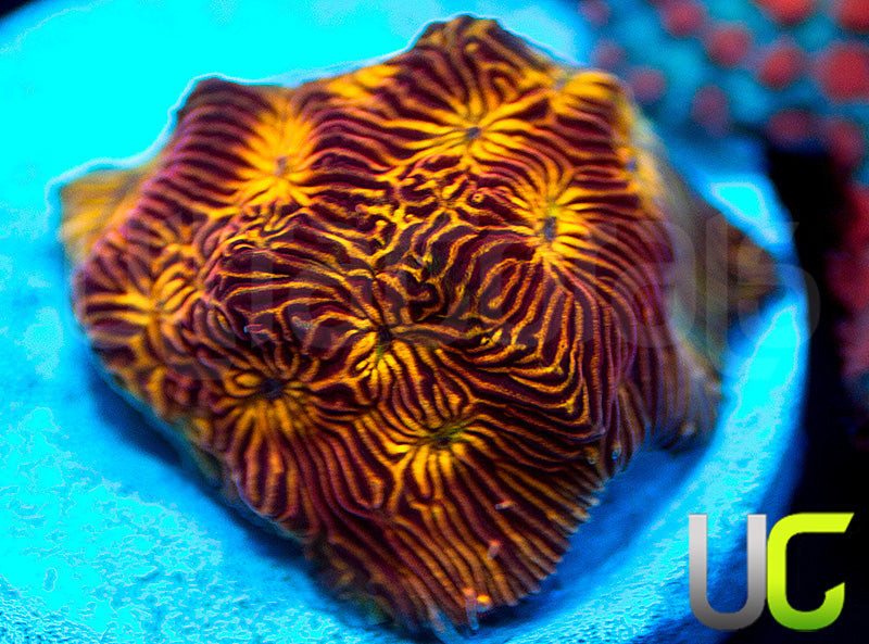 UC Sun Goddess Lepto