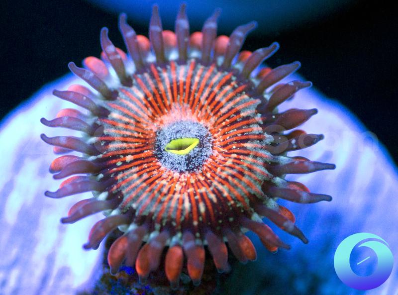 Seduction People Eater