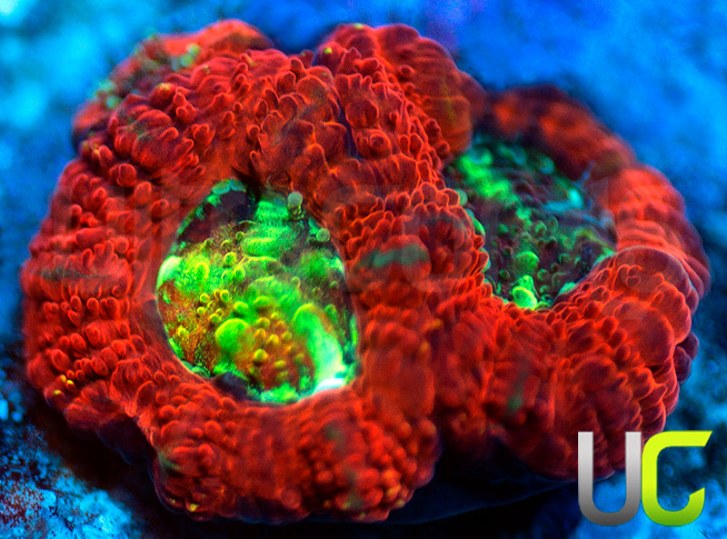 UC Dragon Slayer Micro Amakusensis