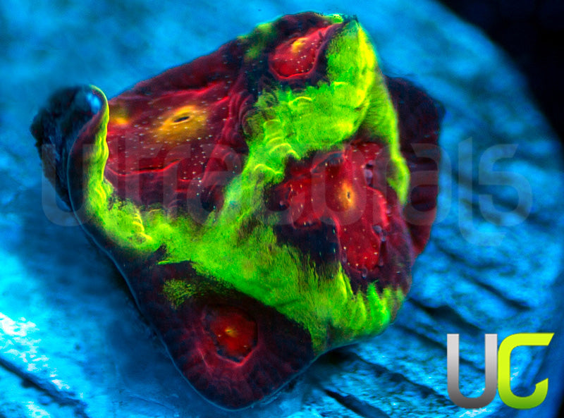 CB Tropic Thunder Favites