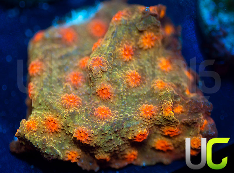 UC Jolly Roger Cyphastrea
