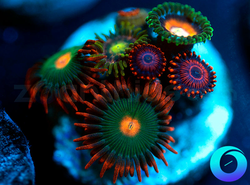 Gatorade & Pink Minefield & Twizzlers