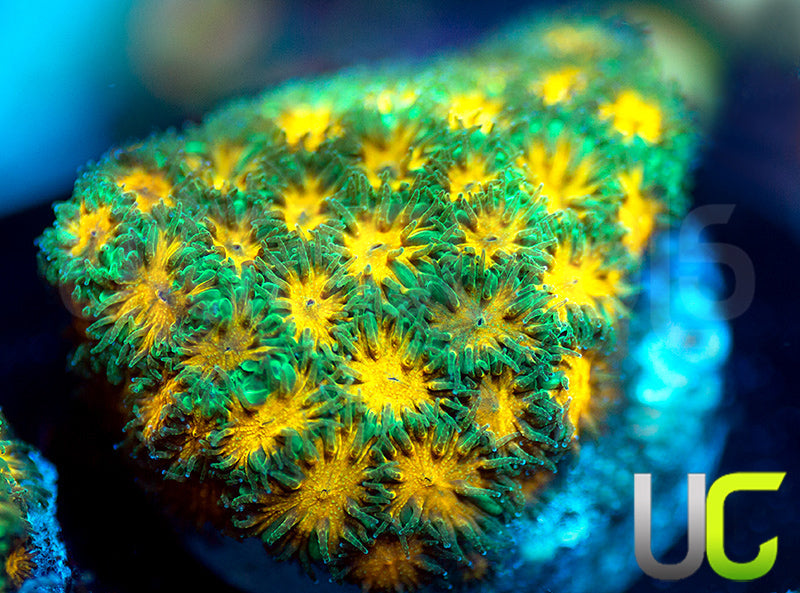 John Deere Leptastrea