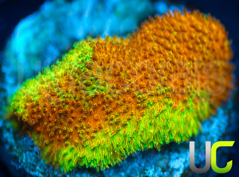 Watermelon Psammocora