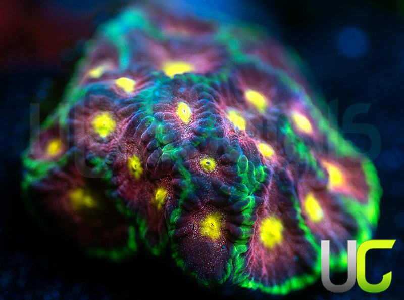 CB Tropical Thunder Favites