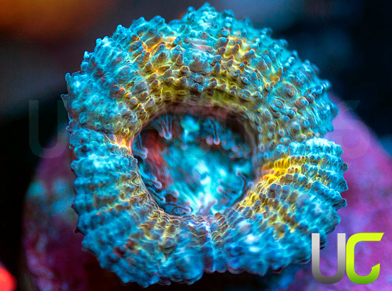 CC Thai Sunset Micro Lord