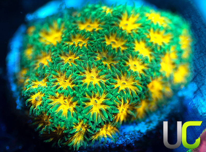 John Deere Leptastrea