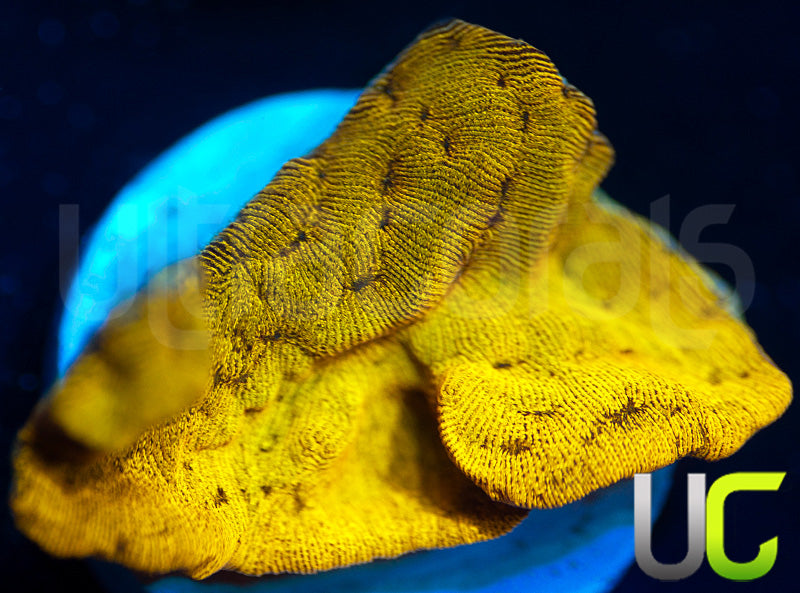 UC Golden Dragon Lepto