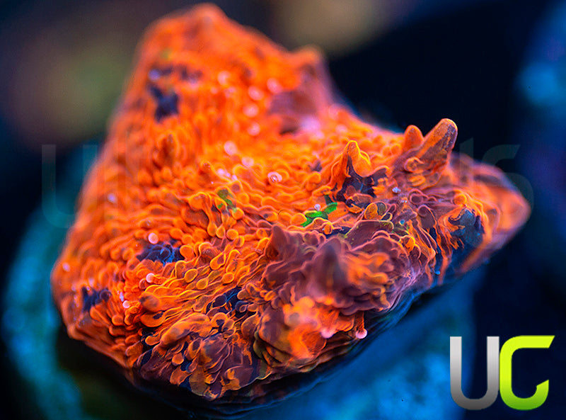 CC Deadpool Jawbreaker Chalice