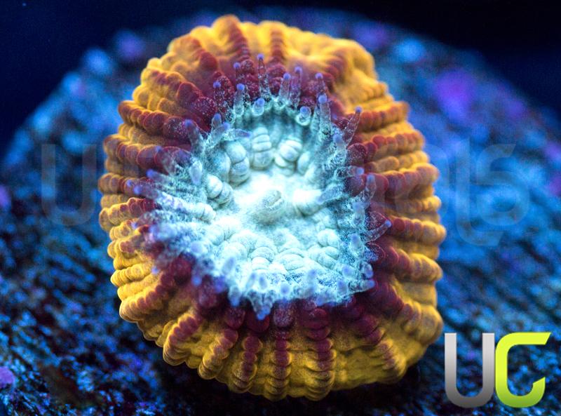 UC Skyfall Micromussa Diminuta