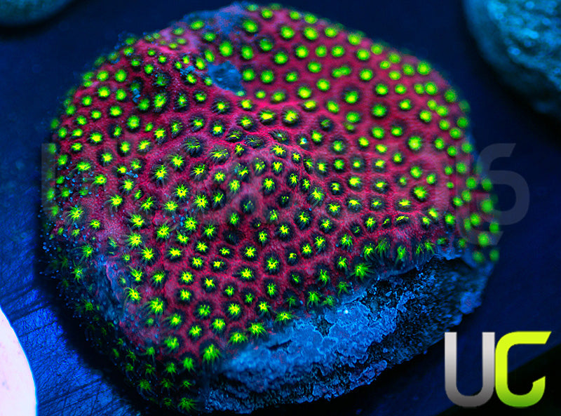 UC Raspberry Pie Stylo