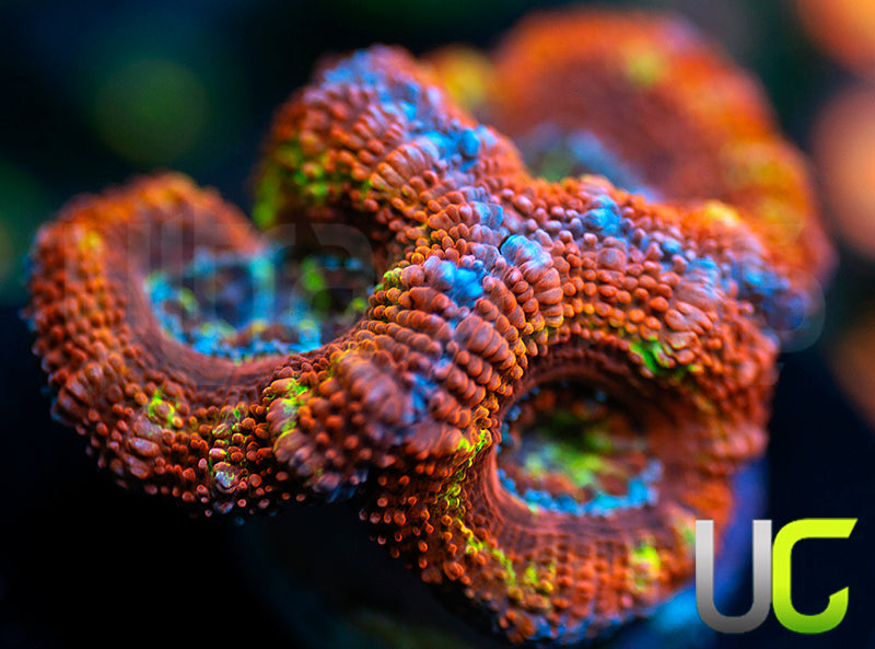 UC Crazy Carny Micro Lord