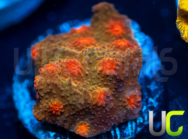UC Jolly Roger Cyphastrea