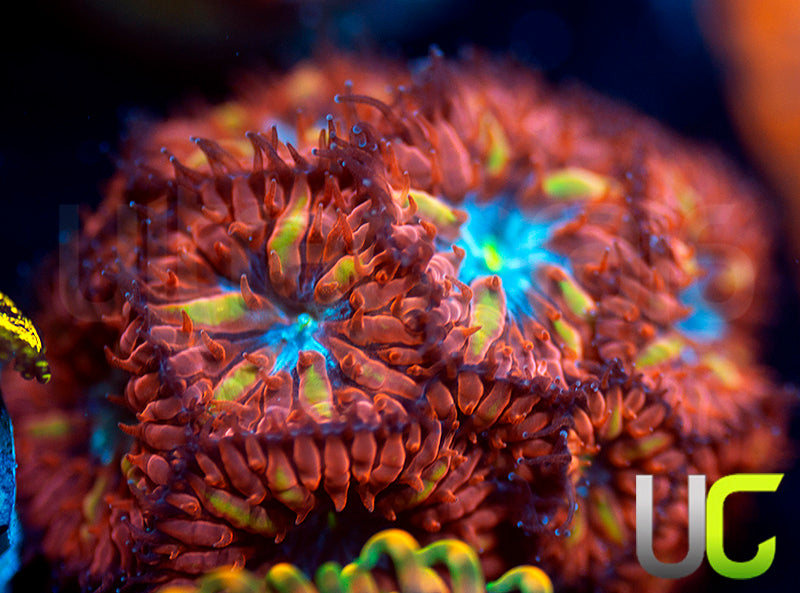 UC Blue Raven Blastos