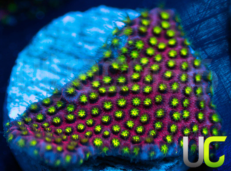 UC Raspberry Pie Stylo