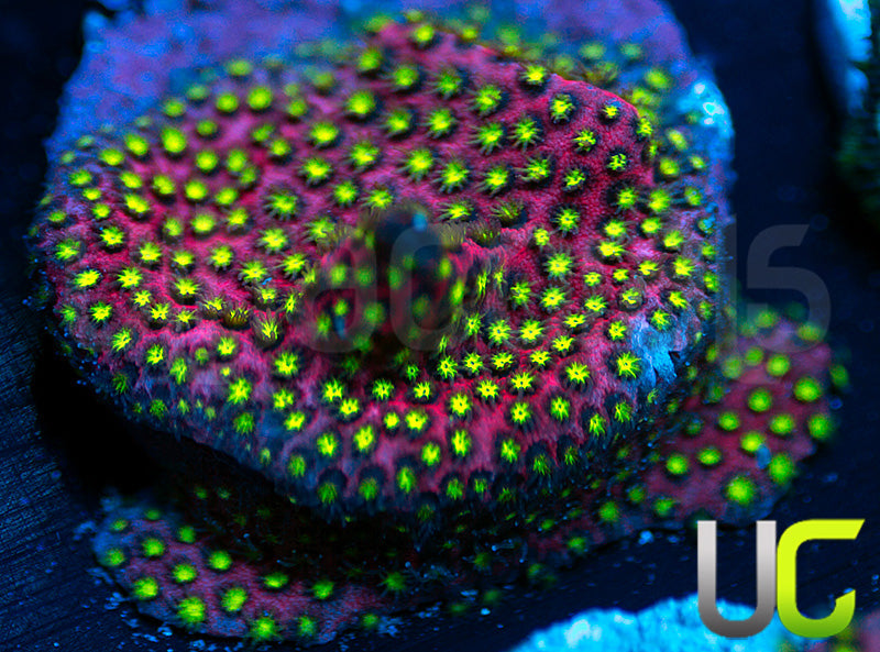 UC Raspberry Pie Stylo