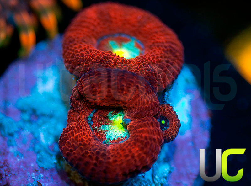 UC Red Ripper Micro Amakusensis